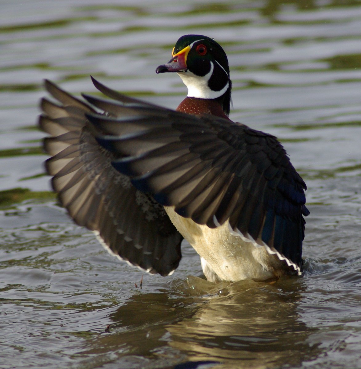 Duck Flapping